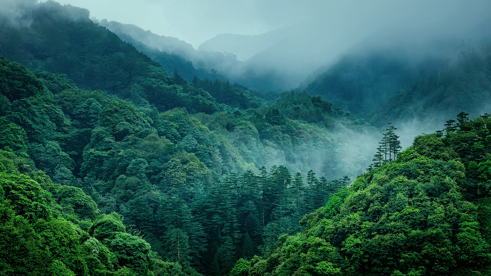 地域の木を使う